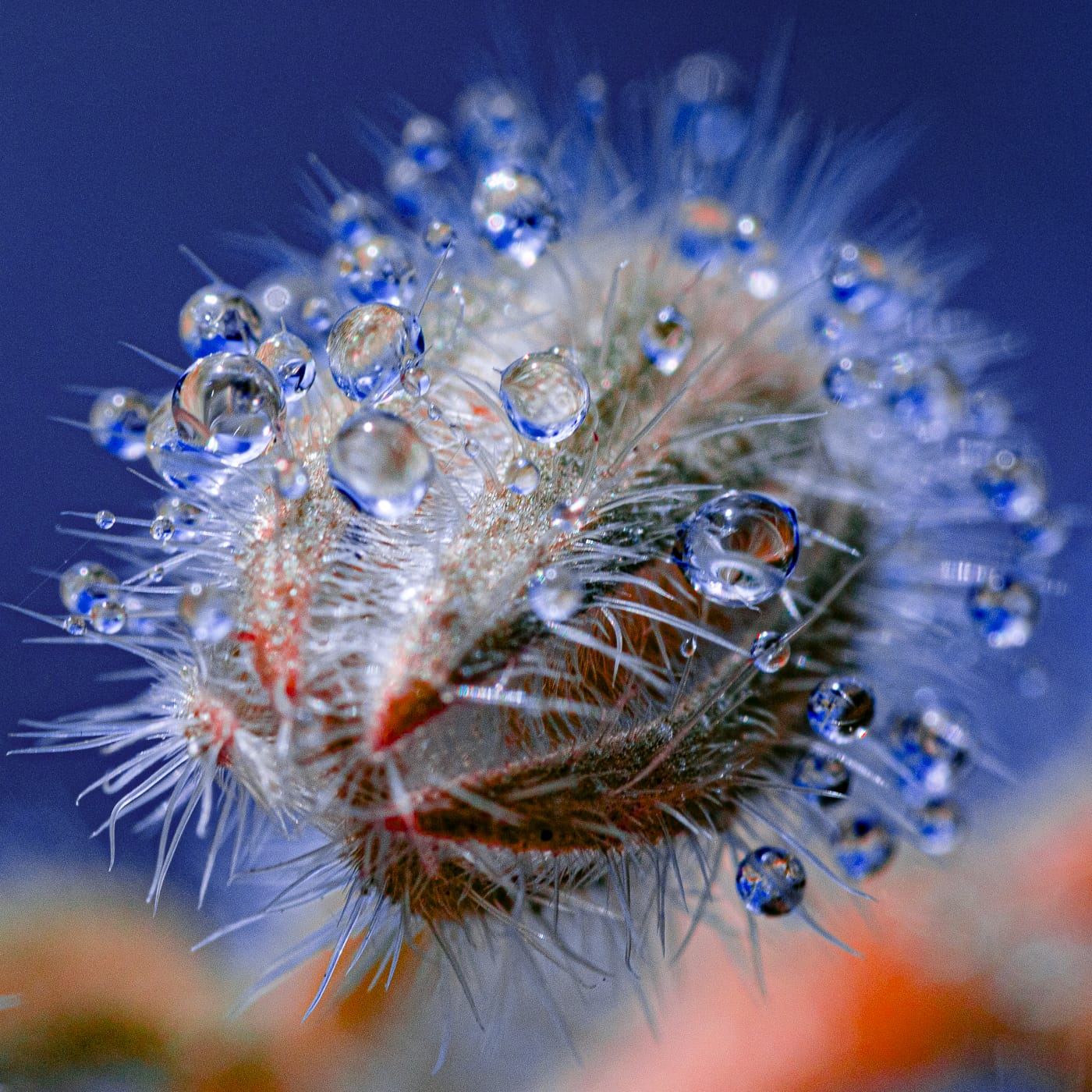 Water Droplets Cling to Fluorescent Plant Spines in Tom Leighton’s Alluring Photos — Colossal